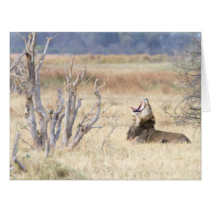 Yawning lion