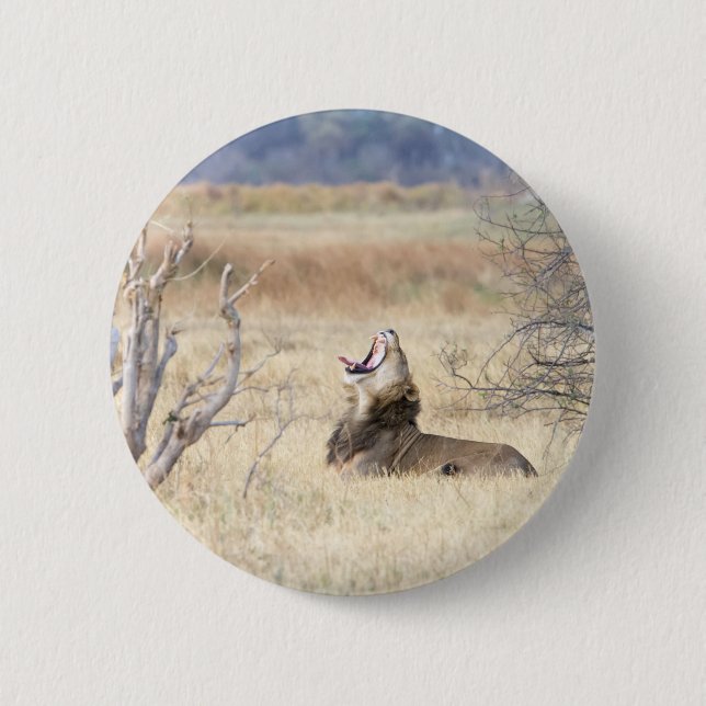 Yawning lion 2 inch round button (Front)