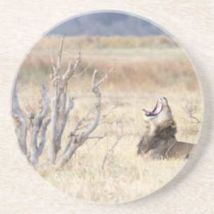 Yawning lion coaster