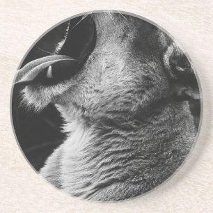 yawning lion coaster