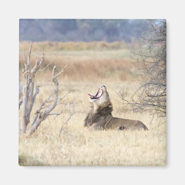 Yawning lion magnet (Front)