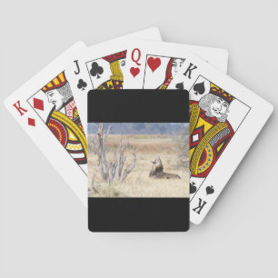 Yawning lion playing cards