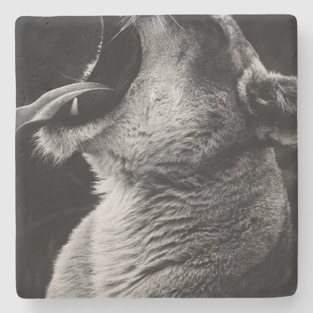 yawning lion stone coaster (Front)