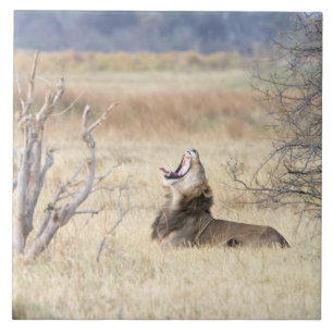 Yawning lion tile