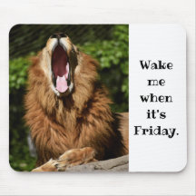 Yawning Lion- Wake me when its friday