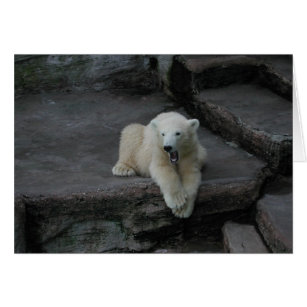 Yawning Polar bear cub