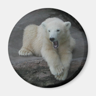 Yawning Polar bear cub Magnet
