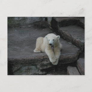Yawning Polar bear cub Postcard