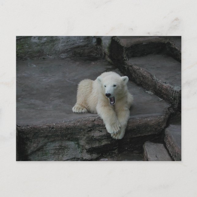 Yawning Polar bear cub Postcard (Front)