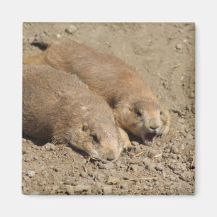 Yawning Prairie Dog Magnet