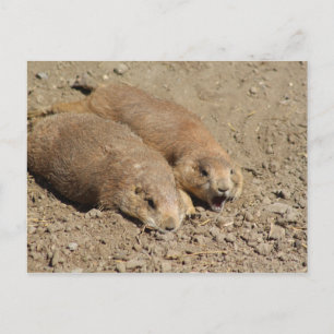 Yawning Prairie Dog Postcard