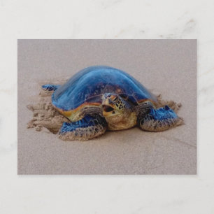 Yawning Sea Turtle Postcard