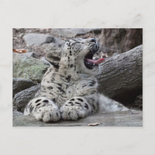 Yawning Snow Leopard Cub Postcard