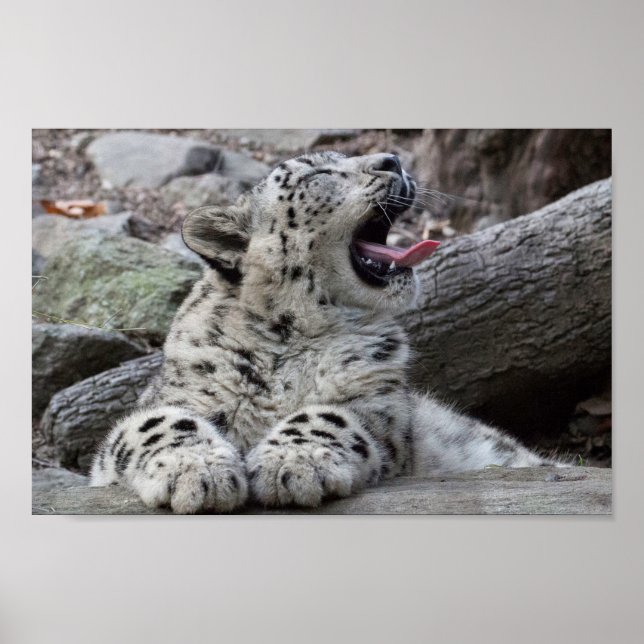 Yawning Snow Leopard Cub Poster (Front)