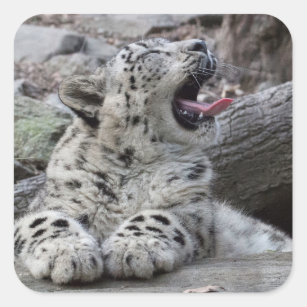 Yawning Snow Leopard Cub Square Sticker
