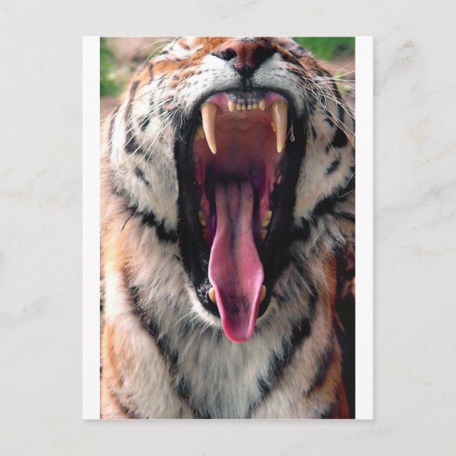 Yawning tiger 2 postcard (Front)