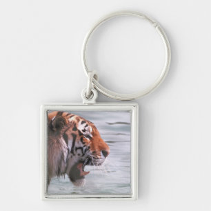 Yawning Tiger in Water Keychain