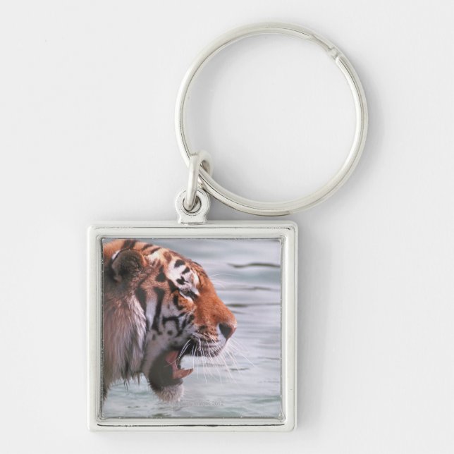 Yawning Tiger in Water Keychain (Front)