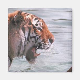 Yawning Tiger in Water Magnet