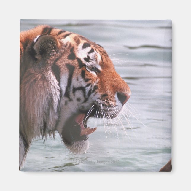 Yawning Tiger in Water Magnet (Front)