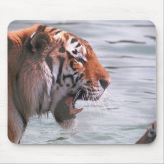 Yawning Tiger in Water Mouse Pad