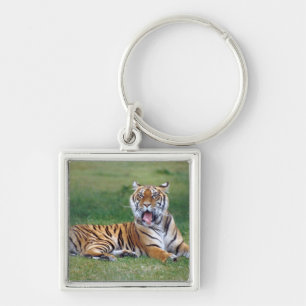 Yawning Tiger Keychain