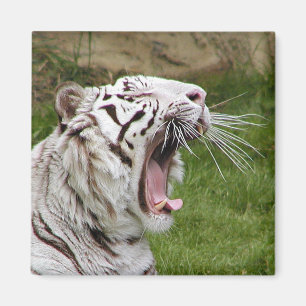 yawning tiger magnet