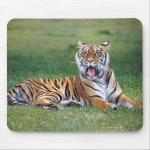 Yawning Tiger Mouse Pad
