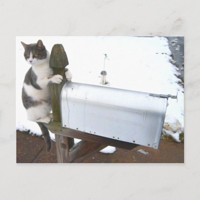 Yawning Tired Kitty Cat Cute Carte postale (Devant)