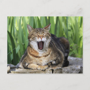 Yawning Tired Kitty Cat Cute Fun Postcard