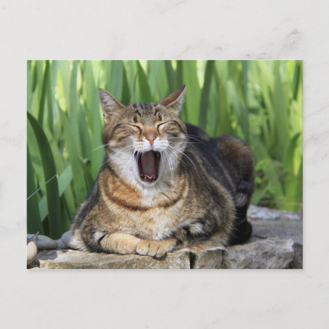 Yawning Tired Kitty Cat Cute Fun Postcard (Front)