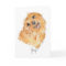 YAy! b'day card YDP Dog Thoughts