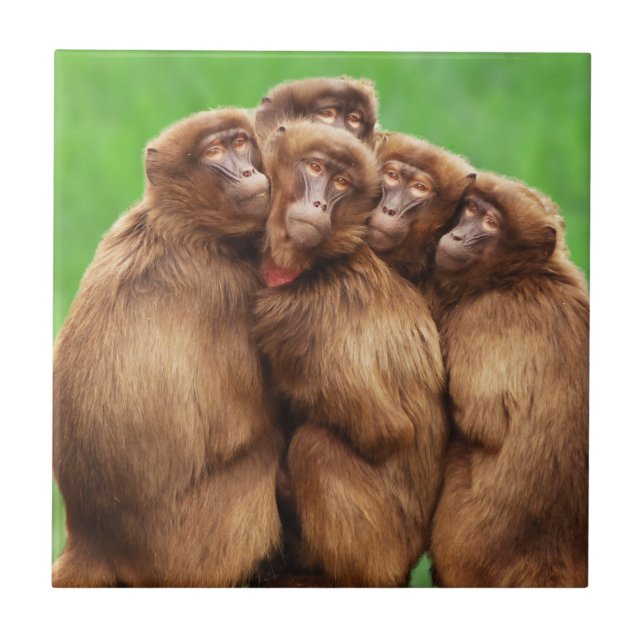 Year Of The Fire Monkey Tile (Front)