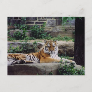 Year of the Tiger Holiday Postcard