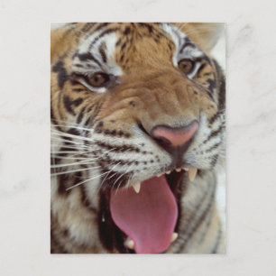 Year of the Tiger Postcard
