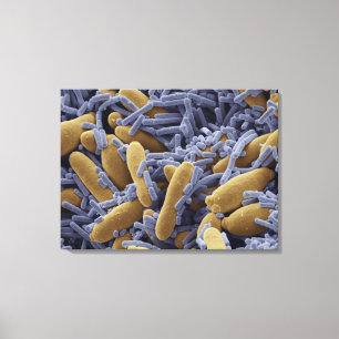 Yeasts and bacteria in kefir milk canvas print