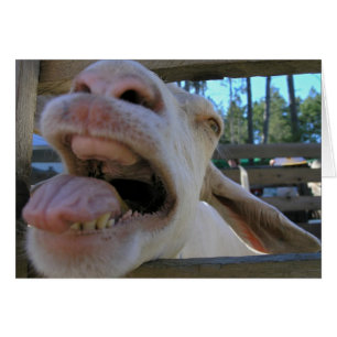 Yee Haw Goat - cards