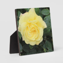 Yello Rose
