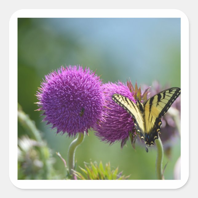 Yello Swallow Tail Butterfly Square Sticker (Front)