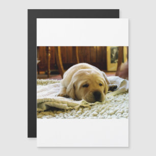 yellow 2 lab puppy magnetic invitation