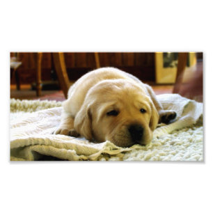 yellow 2 lab puppy photo print