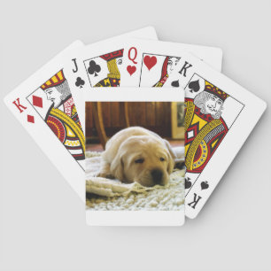yellow 2 lab puppy playing cards