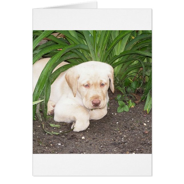 yellow 3 lab laying (Front)