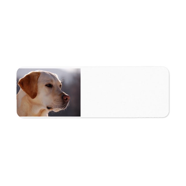 yellow 3 Labrador_Retriever.png (Front)