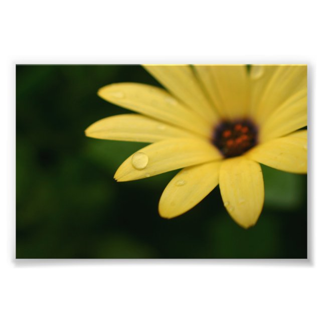 Yellow african daisy flower photograph print art (Front)