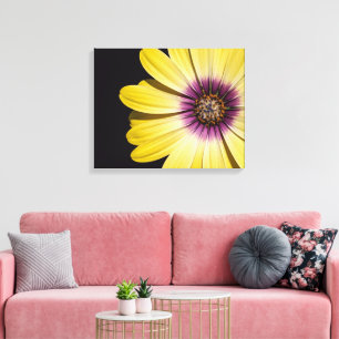 Yellow African Daisy on Black Floral Canvas Print