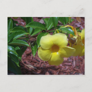 Yellow Alamanda flower Postcard