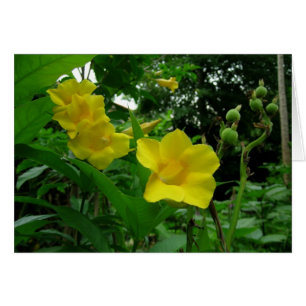 Yellow Allamanda (Golden Trumpet) Card