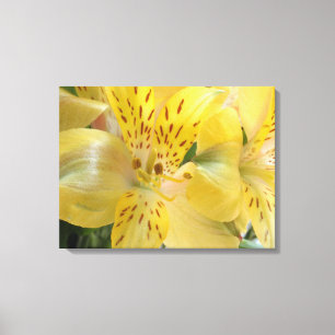 Yellow Alstroemeria Stretched Canvas Print