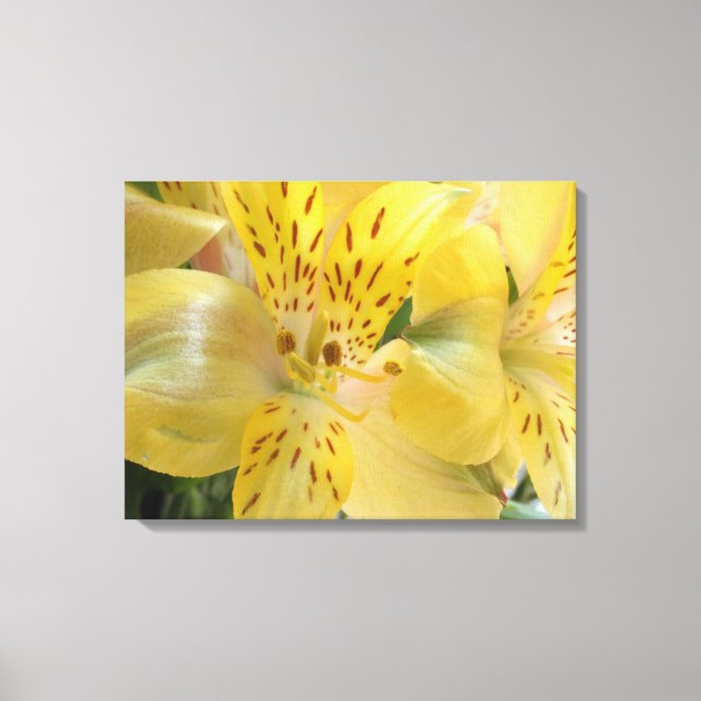 Yellow Alstroemeria Stretched Canvas Print (Front)